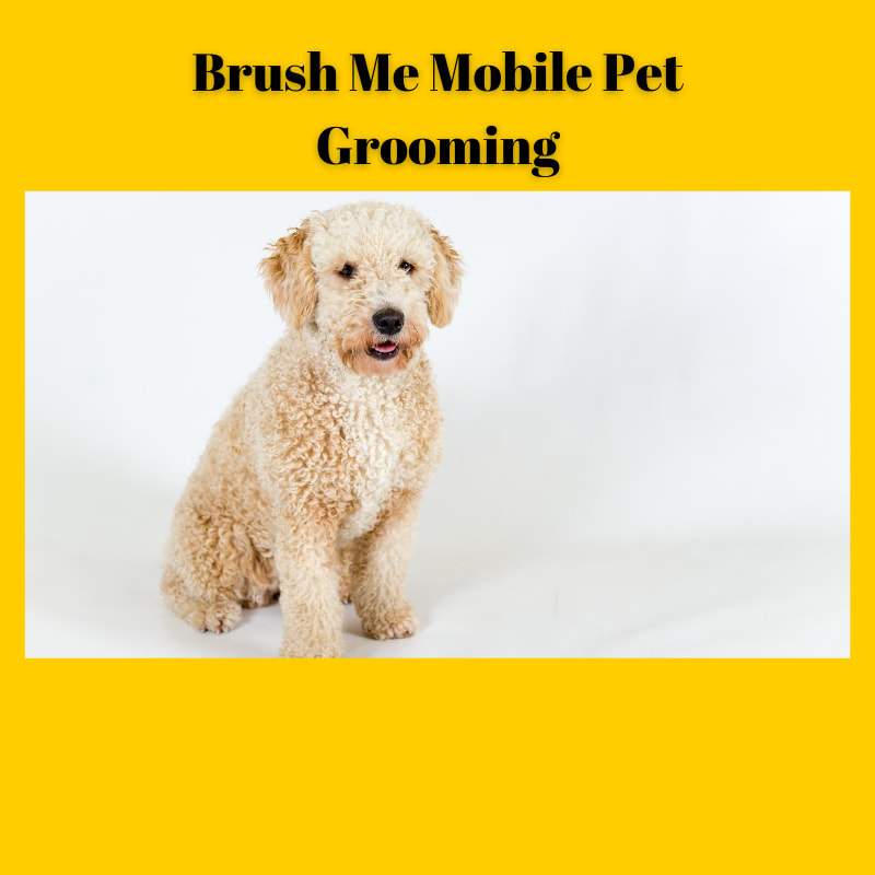 Brush Me Mobile Pet Grooming