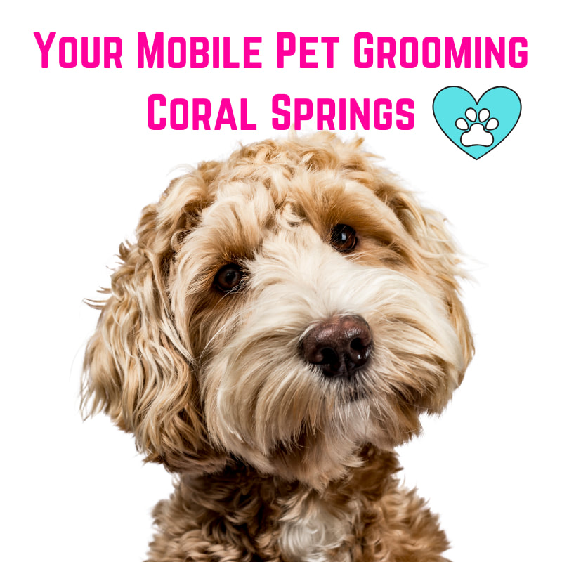 Your Mobile Pet Grooming Coral Springs